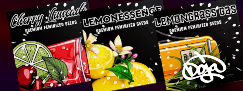 Die Sorten Cherry Limeade, Lemonessence und Lemongrass Gas von Doja Seeds als Collage