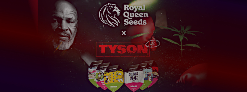 Mike Tyson links im Rand, Boxhandschuh rechts am Rand, Mittiger Royal Queens Seeds x Tyson 2.0 Schriftzug